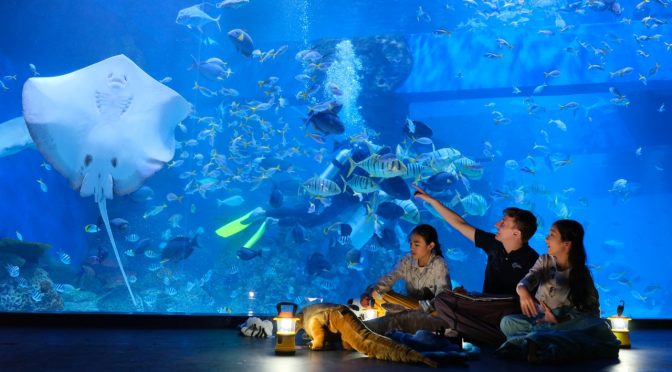 Rekomendasi Wisata Taman Aquarium Terbaik di Indonesia