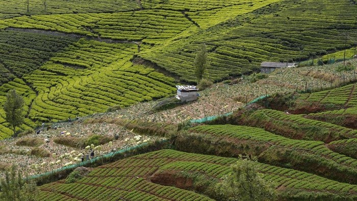 Rekomendasi Wisata Kebun Teh Terbaik Di Dunia